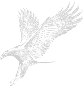 image animaux aigle gris 2