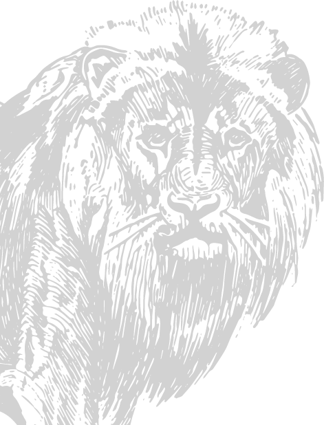 image animaux lion gris