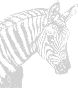 image animaux zebre gris